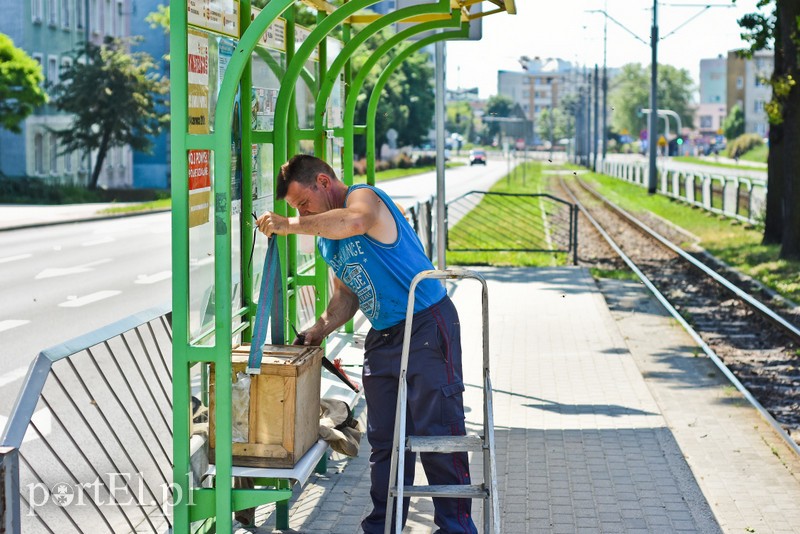 Pszczoły zaatakowały przystanek (aktualizacja) zdjęcie nr 202437