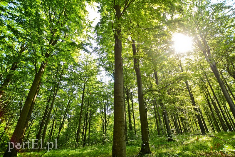 Ostre cięcie, które wyjdzie na zdrowie zdjęcie nr 204173