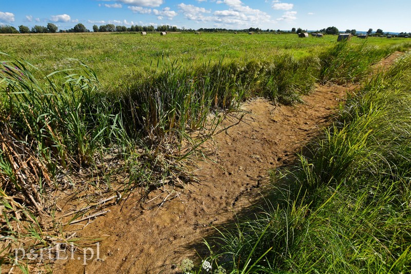 Nie ma wody na Żuławach zdjęcie nr 207063