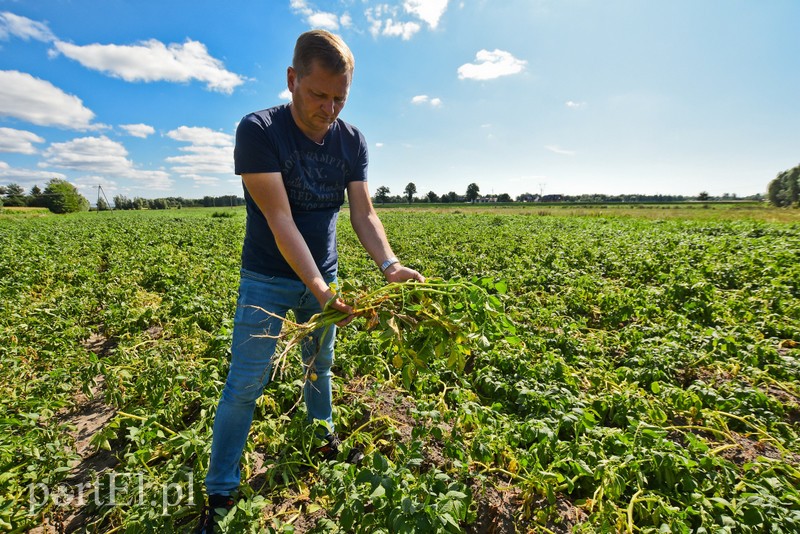 Nie ma wody na Żuławach zdjęcie nr 207074