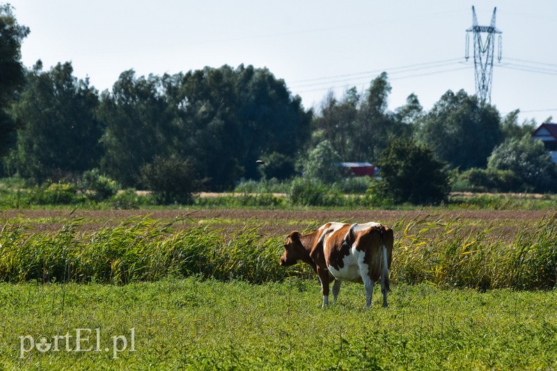 Nie ma wody na Żuławach zdjęcie nr 207057