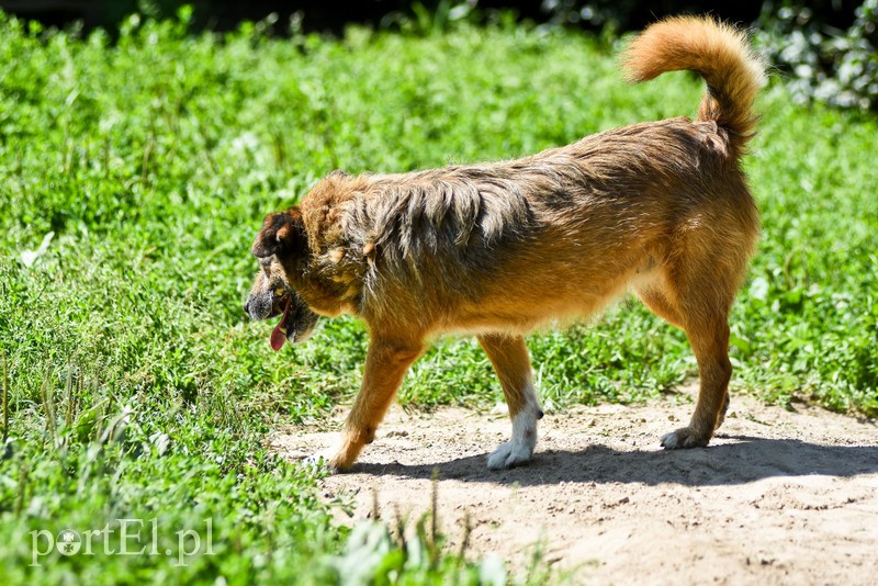 Galeria pod psem i kotem (Odc.70) zdjęcie nr 209063