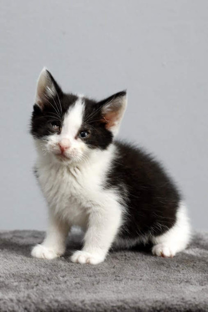 Galeria pod psem i kotem (Odc.70) zdjęcie nr 209072