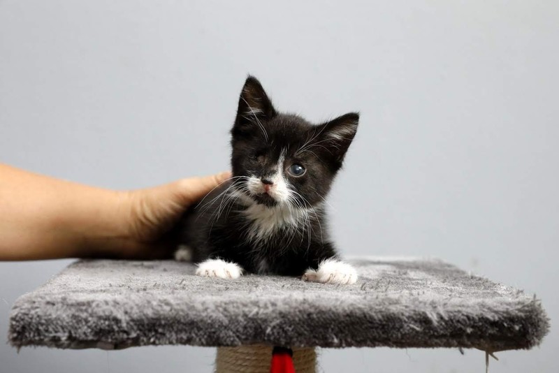 Galeria pod psem i kotem (Odc.70) zdjęcie nr 209076