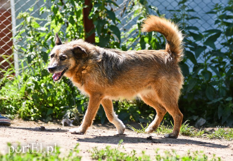 Galeria pod psem i kotem (Odc.70) zdjęcie nr 209065