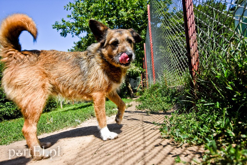 Galeria pod psem i kotem (Odc.70) zdjęcie nr 209068