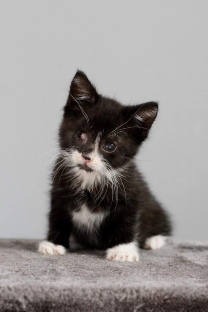 Galeria pod psem i kotem (Odc.70) zdjęcie nr 209077