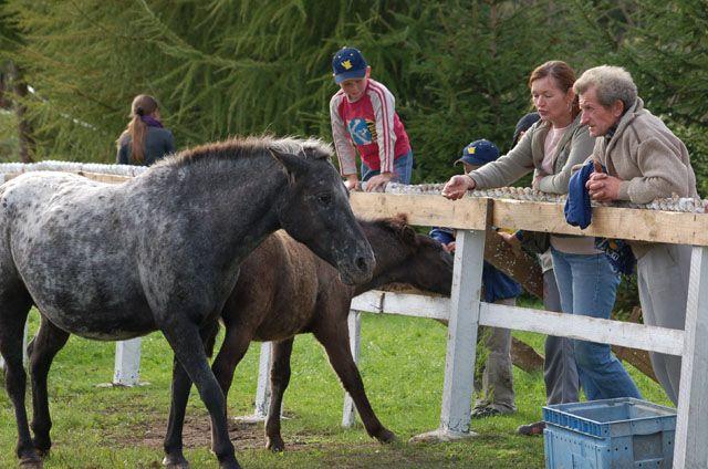 Dożynki w Nowej Holandii zdjęcie nr 16973