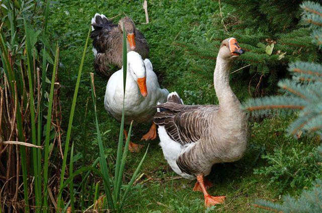 Dożynki w Nowej Holandii zdjęcie nr 16972