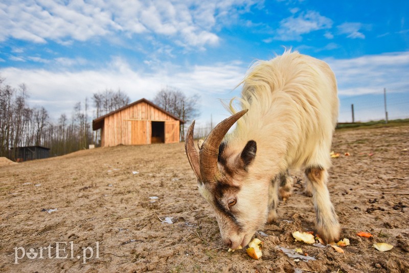 Dziś zwierzęta mają głos zdjęcie nr 217044