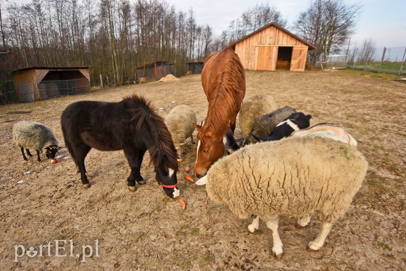 Dziś zwierzęta mają głos zdjęcie nr 217039