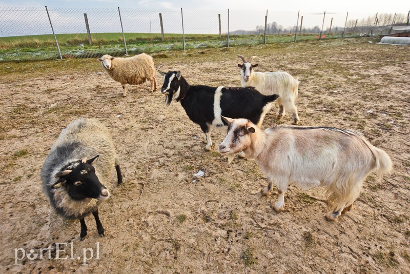 Dziś zwierzęta mają głos zdjęcie nr 217027