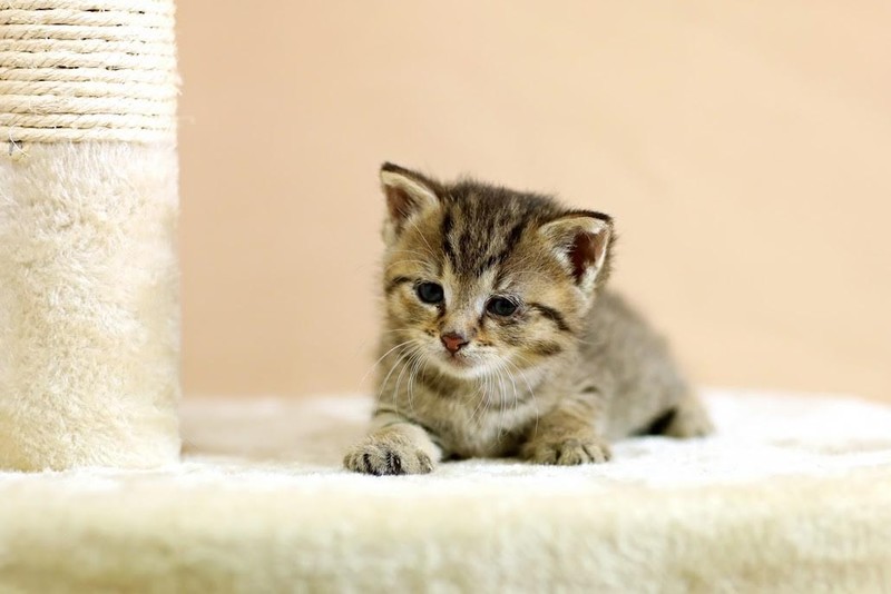 Galeria pod psem i kotem (Odc.82) zdjęcie nr 217406