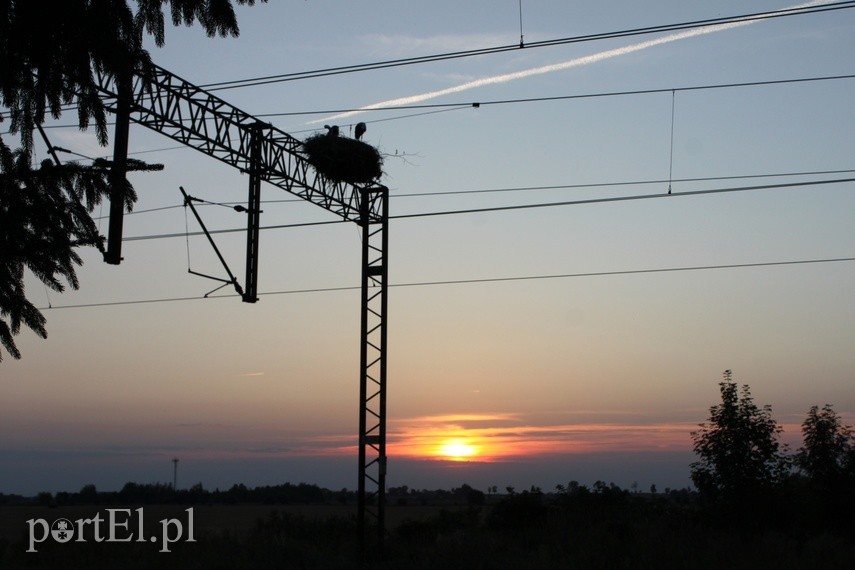 Wróciły do nas bociany! Dzisiaj mają swoje święto zdjęcie nr 222454