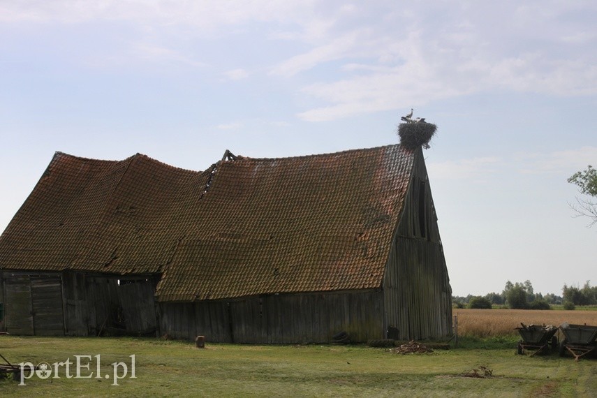 Wróciły do nas bociany! Dzisiaj mają swoje święto zdjęcie nr 222455