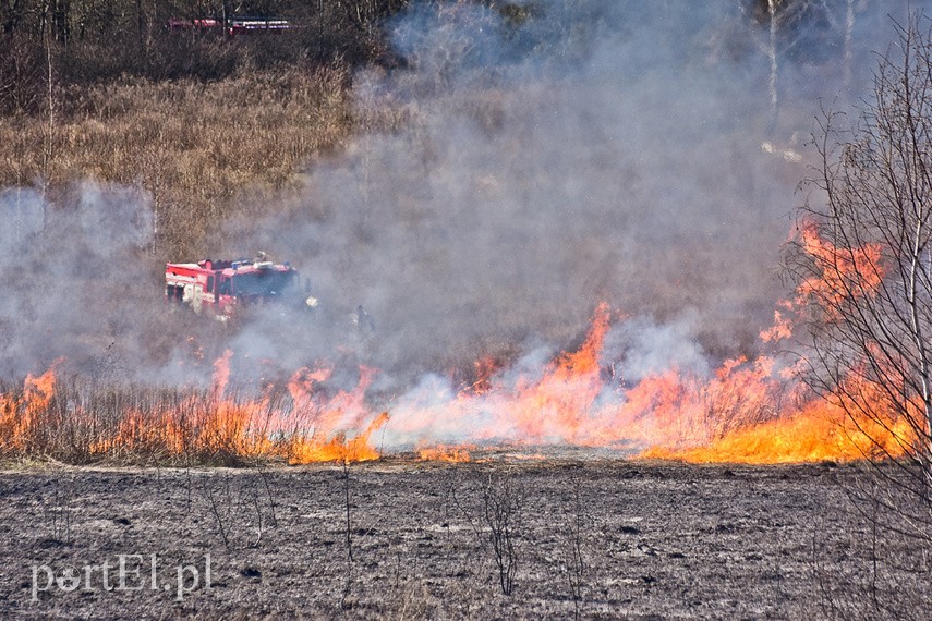 Pożar traw pod cmentarzem Dębica zdjęcie nr 222818