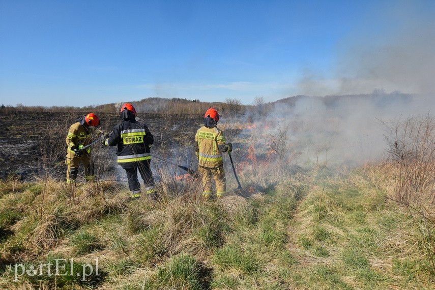 Pożar traw pod cmentarzem Dębica zdjęcie nr 222777