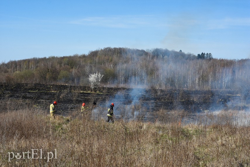 Pożar traw pod cmentarzem Dębica zdjęcie nr 222776