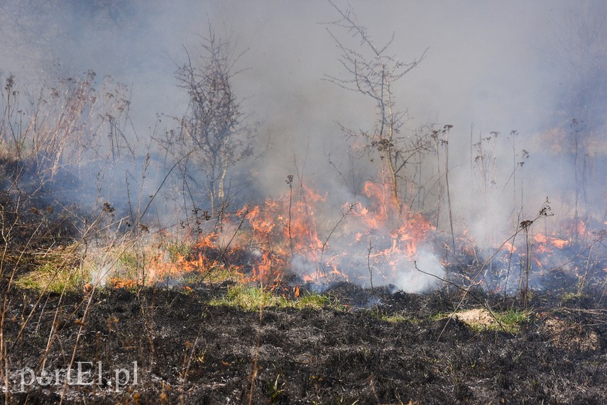 Pożar traw pod cmentarzem Dębica zdjęcie nr 222782