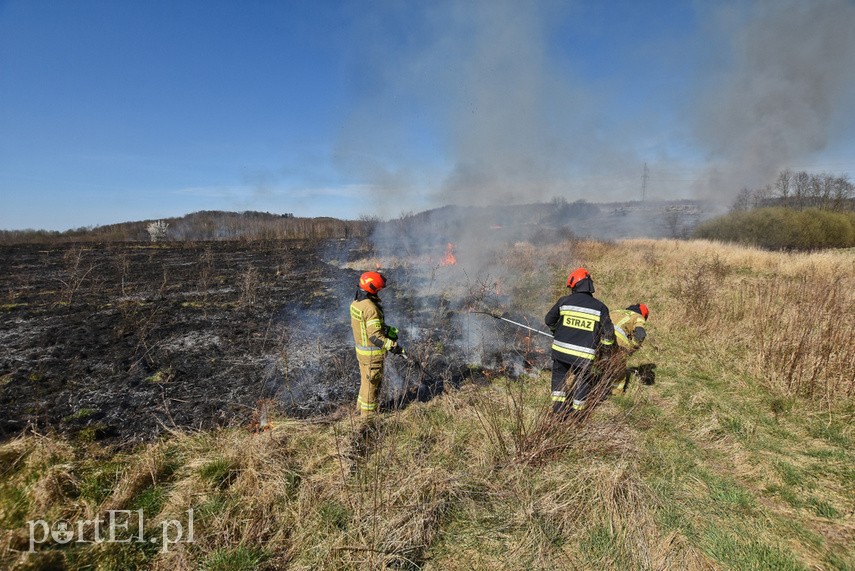 Pożar traw pod cmentarzem Dębica zdjęcie nr 222779