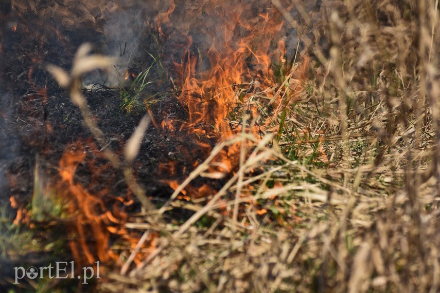 Pożar traw pod cmentarzem Dębica zdjęcie nr 222797