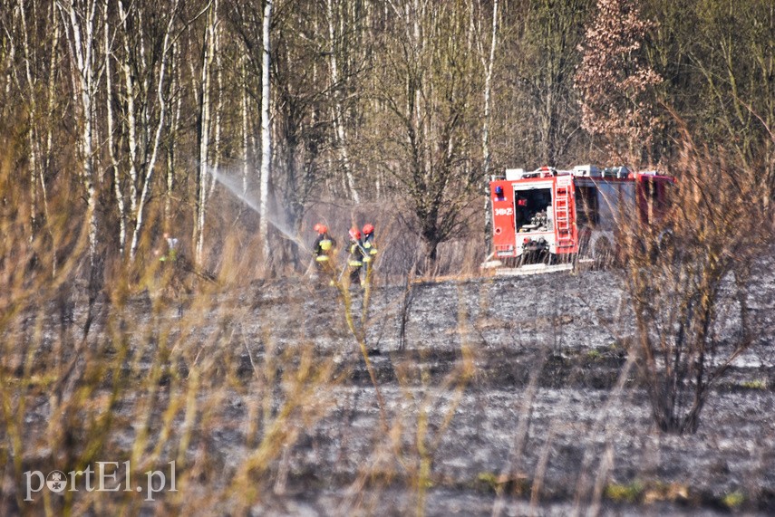 Pożar traw pod cmentarzem Dębica zdjęcie nr 222795