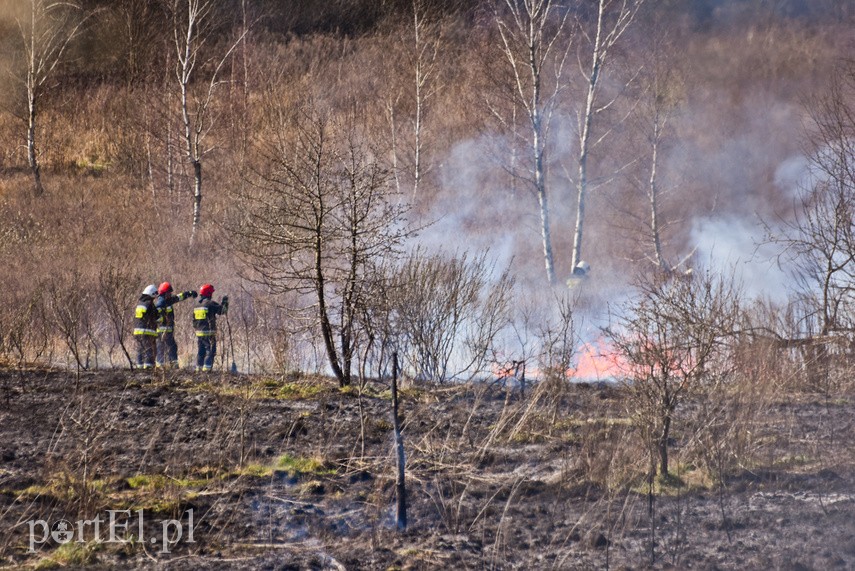 Pożar traw pod cmentarzem Dębica zdjęcie nr 222808