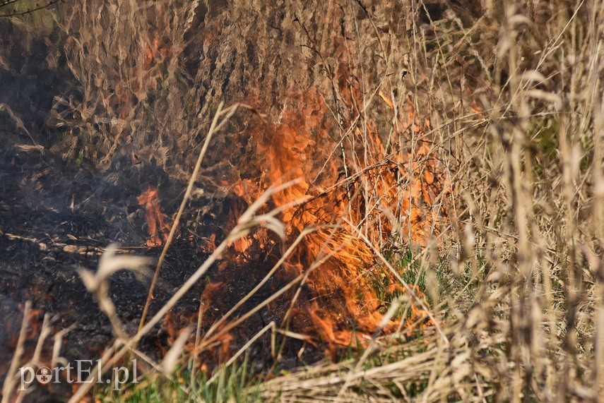 Pożar traw pod cmentarzem Dębica zdjęcie nr 222796