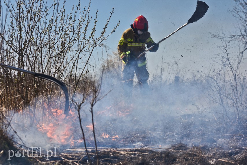 Pożar traw pod cmentarzem Dębica zdjęcie nr 222794