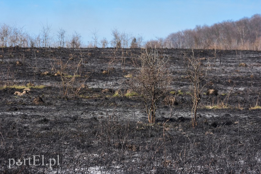 Pożar traw pod cmentarzem Dębica zdjęcie nr 222775