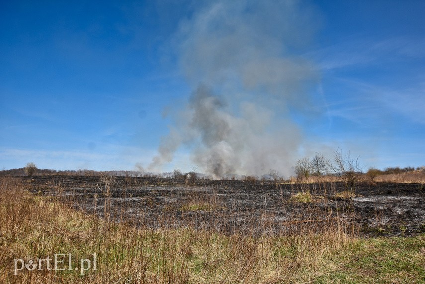 Pożar traw pod cmentarzem Dębica zdjęcie nr 222773