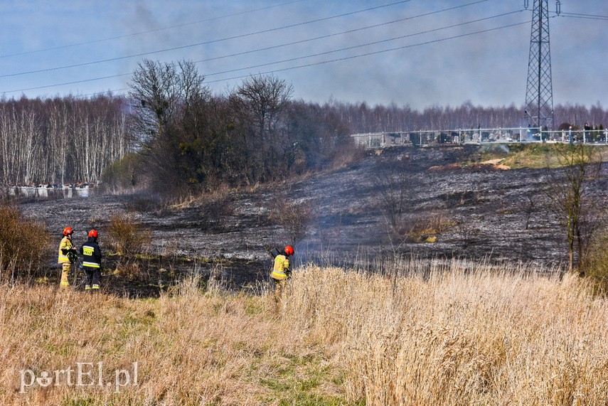 Pożar traw pod cmentarzem Dębica zdjęcie nr 222800