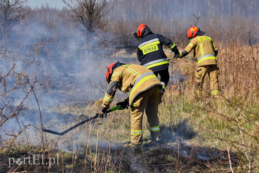 Pożar traw pod cmentarzem Dębica zdjęcie nr 222784