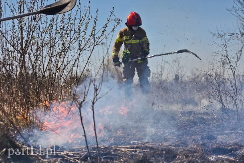 Pożar traw pod cmentarzem Dębica zdjęcie nr 222793