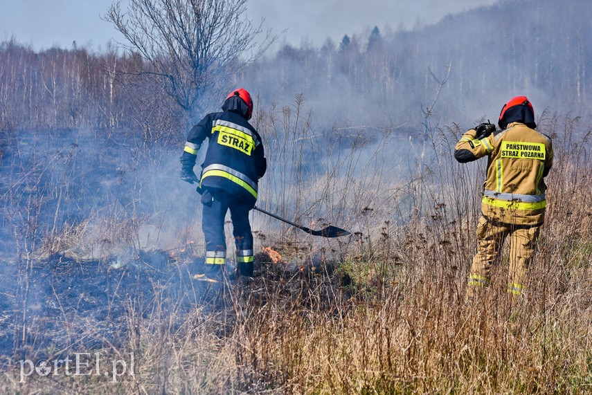 Pożar traw pod cmentarzem Dębica zdjęcie nr 222786