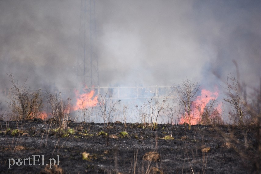 Pożar traw pod cmentarzem Dębica zdjęcie nr 222774