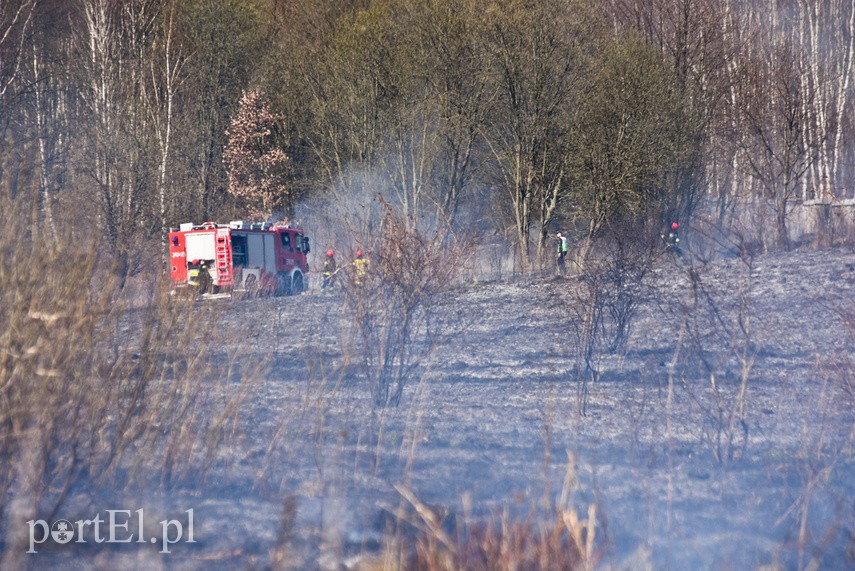 Pożar traw pod cmentarzem Dębica zdjęcie nr 222787