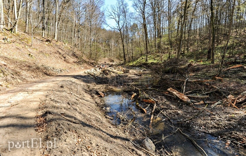 Remont szlaku czerwonego w Bażantarni zdjęcie nr 223135