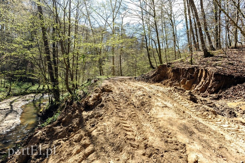 Remont szlaku czerwonego w Bażantarni zdjęcie nr 223141