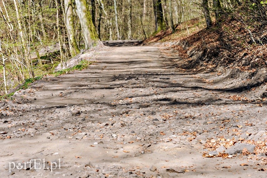 Remont szlaku czerwonego w Bażantarni zdjęcie nr 223122