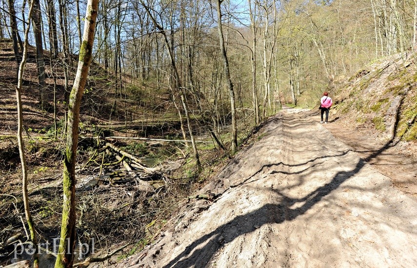 Remont szlaku czerwonego w Bażantarni zdjęcie nr 223140