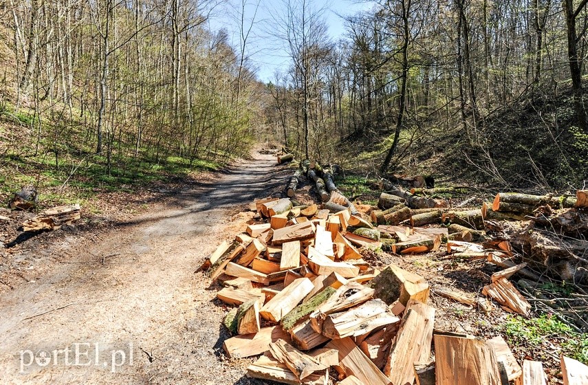 Remont szlaku czerwonego w Bażantarni zdjęcie nr 223132