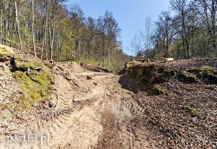 Remont szlaku czerwonego w Bażantarni zdjęcie nr 223131