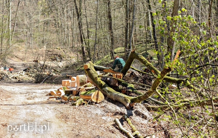 Remont szlaku czerwonego w Bażantarni zdjęcie nr 223133