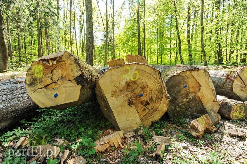 Wycinka w Bażantarni zdjęcie nr 223549