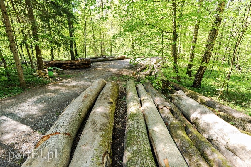 Wycinka w Bażantarni zdjęcie nr 223545