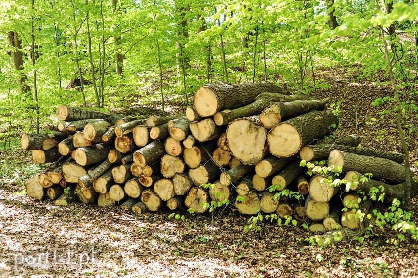 Wycinka w Bażantarni zdjęcie nr 223539