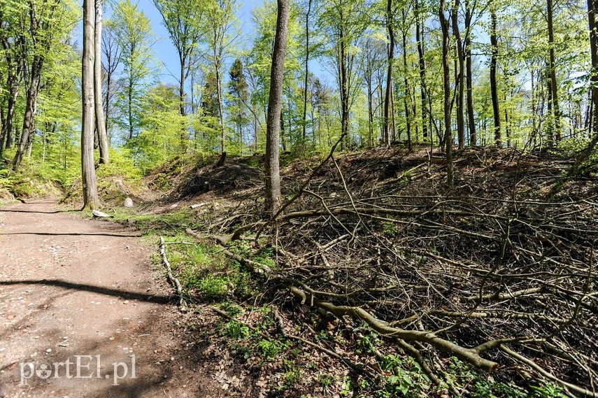 Wycinka w Bażantarni zdjęcie nr 223552