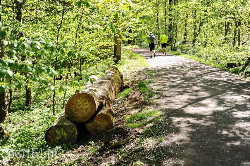 Wycinka w Bażantarni zdjęcie nr 223541