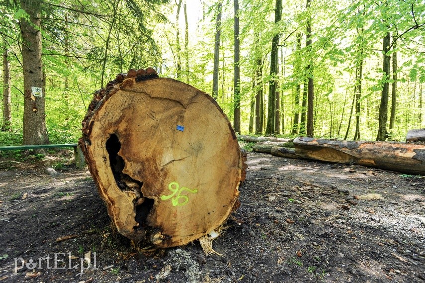 Wycinka w Bażantarni zdjęcie nr 223543